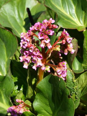 Бадан толстолистный (Bergenia crassifolia)