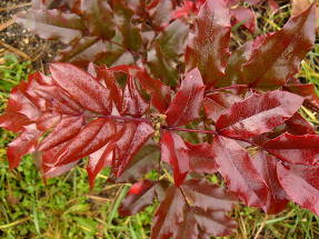 Магония падуболистная (Mahonia aquifolia)