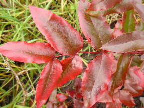 Магония падуболистная (Mahonia aquifolia)