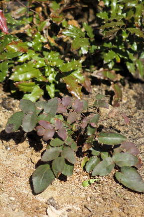 Магония ползучая (Mahonia aquifolia), сеянец