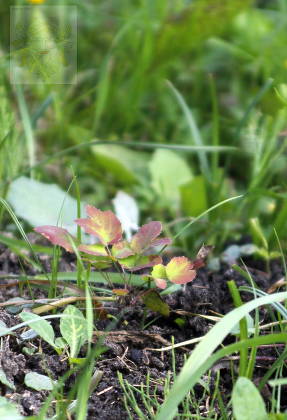 Магония ползучая (Mahonia aquifolia), сеянец