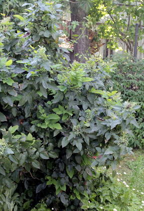 Магония падуболистная (Mahonia aquifolia) в Калуге