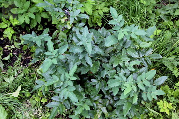 Магония падуболистная (Mahonia aquifolia) в Калуге
