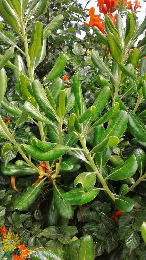 Смолосемянник обыкновенный (Pittosporum tobira)