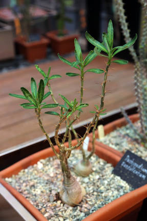 Пахиподиум суккулентный (Pachypodium succulentum)