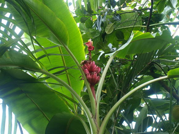Банан бархатный (Musa velutina)