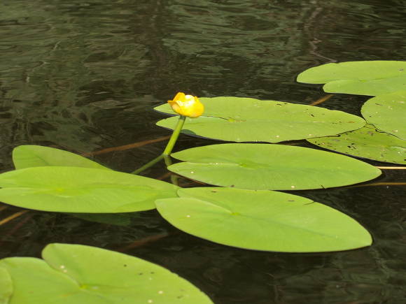 Кубышка желтая (Nuphar lutea)