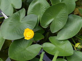 Кубышка желтая Nuphar lutea subsp. lutea