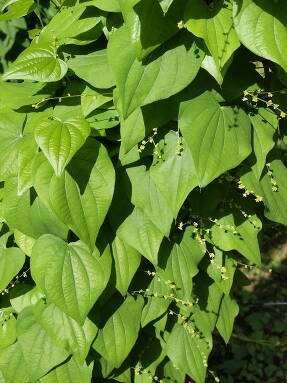 Диоскорея кавказская (Dioscorea caucasica)