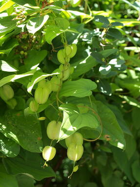 Диоскорея кавказская (Dioscorea caucasica)