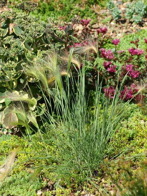 Ячмень гривастый (Hordeum jubatum)
