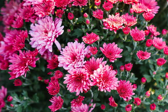 Хризантема корейская (Chrysanthemum x koreanum)