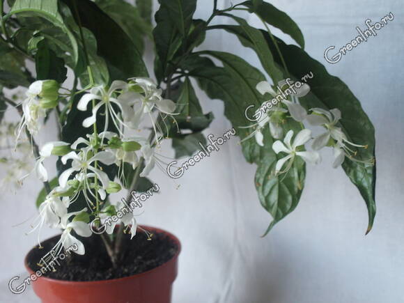 Клеродендрум гладколистный (Clerodendrum laevifolium) Prospero