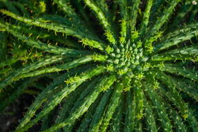 Молочай голова Медузы (Euphorbia caput-medusae).  Фото: Depositphotos 