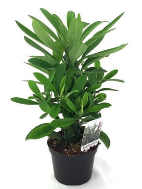 Молочай олеандролистный (Euphorbia neriifolia)