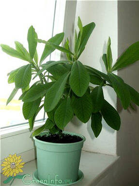 Молочай зонтичный (Euphorbia umbellata)