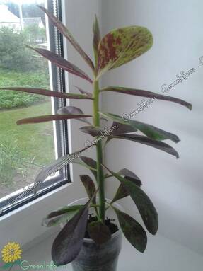 Euphorbia umbellata f. rubra
