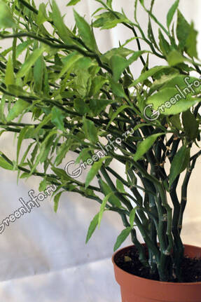 Молочай титималоидный (Euphorbia tithymaloides)