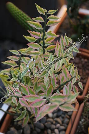 Euphorbia tithymaloides f. variegata 