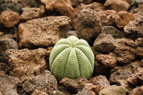 Молочай тучный (Euphorbia obesa)