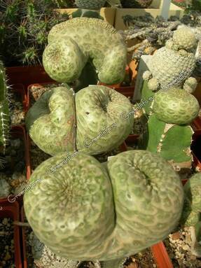 Молочай кеглевидный (Euphorbia turbiniformis) 