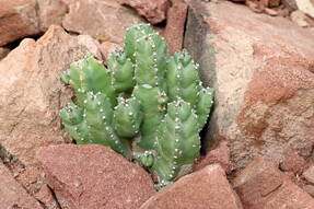 Молочай смолоносный (Euphorbia resinifera) 