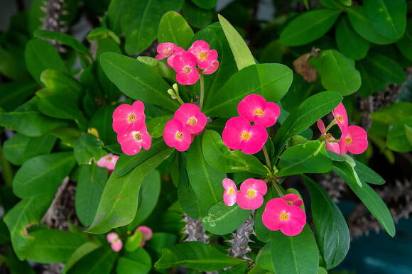 Молочай Миля (Euphorbia milii). Фото: Depositphotos