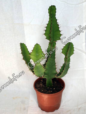 Молочай (Euphorbia sp.)