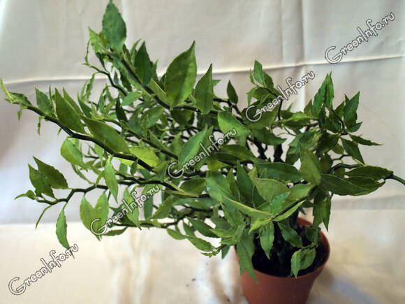 Молочай титималоидный (Euphorbia tithymaloides)