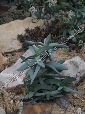Толстянка пронзеннолистная ф. серповидная (Crassula perfoliata var. falcata)