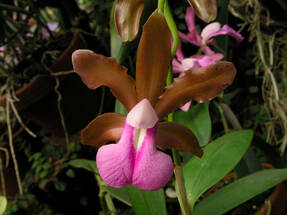 Каттлея двухцветная (Cattleya bicolor)