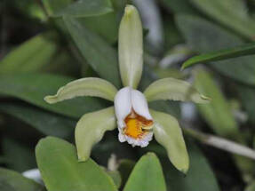 Каттлея Форбса (Cattleya forbesii) 