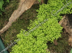 Селагинелла Краусса (Selaginella kraussiana) Aurea