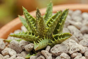 Алоэ оттопыренное (Aloe squarrosa)