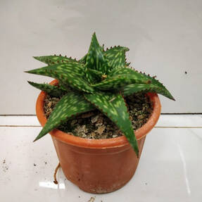 Алоэ приятное (Aloe jucunda)