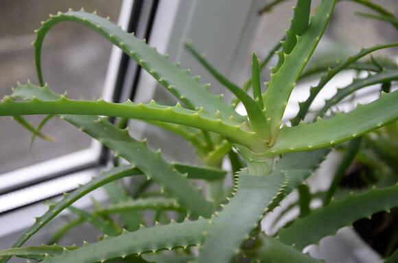 Алоэ древовидное (Aloe arborescens)