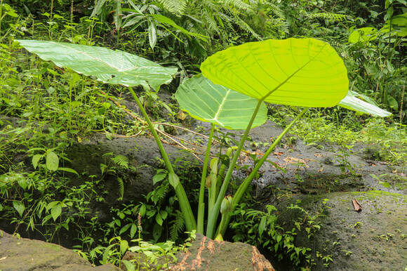Колоказия гигантская (Colocasia gigantea)
