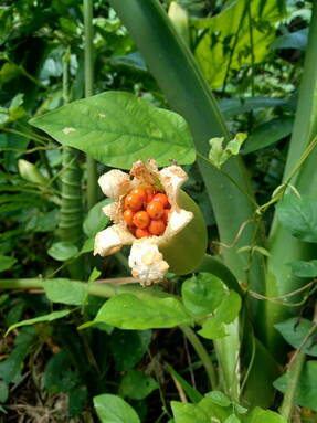 Колоказия съедобная (Colocasia esculenta)