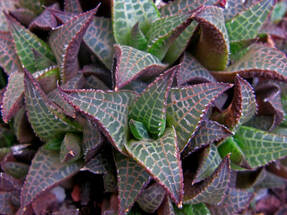 Xавортия шахматная (Haworthia venosa subsp. tessellata)