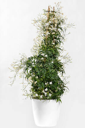 Жасмин многоцветковый (Jasminum polyanthum) 