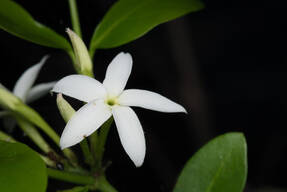 Жасмин азорский (Jasminum azoricum) 