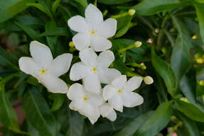 Жасмин крупноцветковый (Jasminum grandiflorum) 