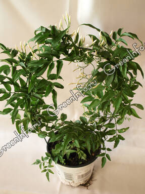 Жасмин многоцветковый (Jasminum polyanthum) 
