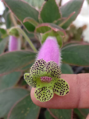 Колерия наперстянкоцветковая (Kohleria digitaliflora) 