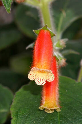 Колерия трубкоцветковая (Kohleria tubiflora) 