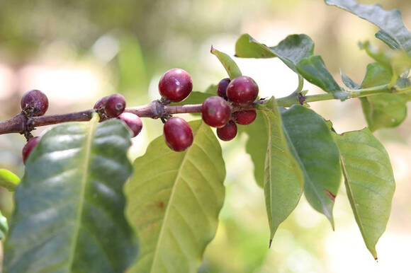 Кофе аравийский (Coffea arabica)