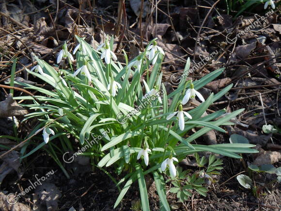 Подснежник снежный (Galanthus nivalis) 