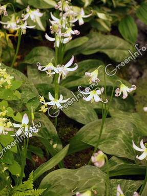 Кандык туоламнийский (Erythronium tuolumnense) Hidcote Beauty