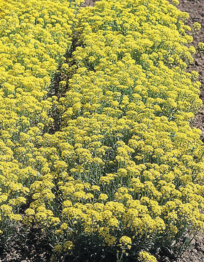 Алиссум горный (Alyssum montanum) Mountain Gold