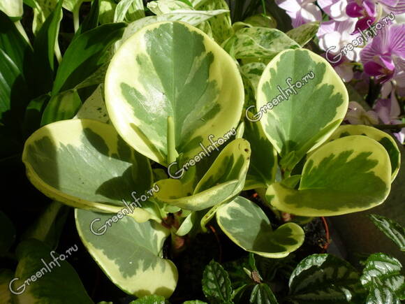 Пеперомия туполистная (Peperomia obtusifolia) Variegata